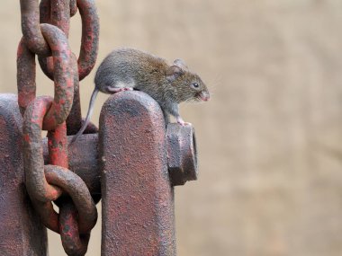 Ev faresi, Mus musculus, tek memeli esir, Eylül 2020