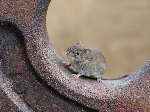 Домашняя Мышь Мускул Одинокое Млекопитающее Сентябрь 2020 — стоковое фото