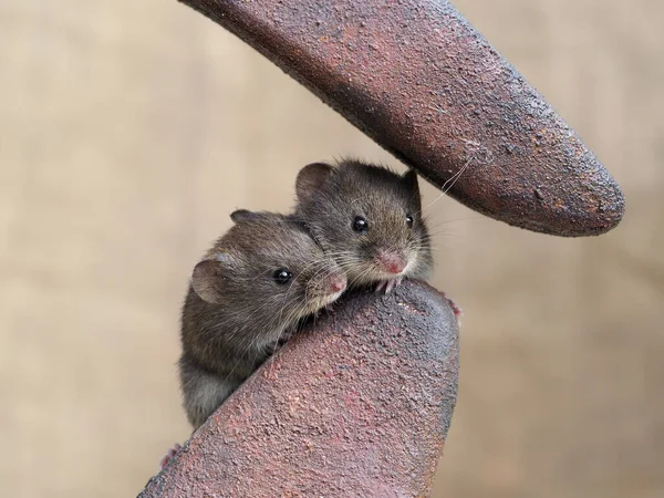 マウス マウス 2匹の哺乳類 2020年9月 — ストック写真