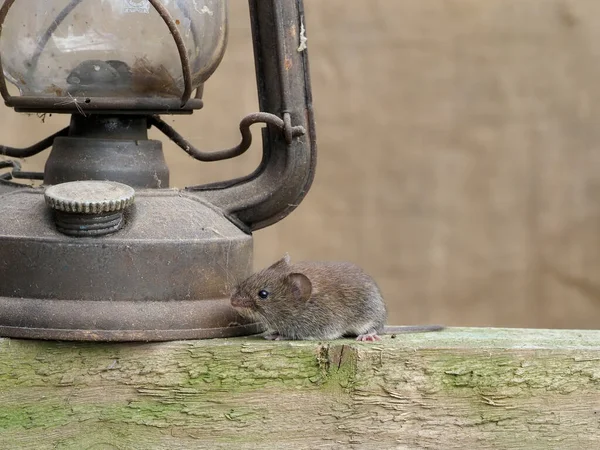 Husmus Mus Musculus Ensamstående Däggdjur Fångenskap September 2020 — Stockfoto