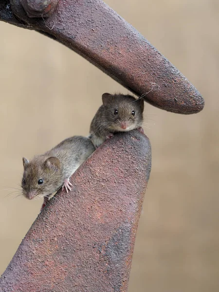 Domácí Myš Mus Musculus Dva Savci Zajetí Září 2020 — Stock fotografie