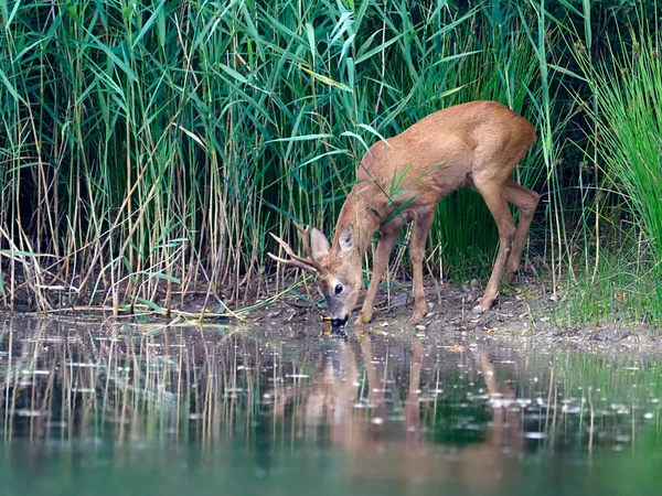 Rådyr Capreolus Capreolus Enlig Han Ved Vand Warwickshire August 2020 - Stock-foto