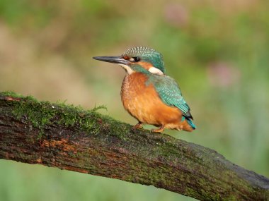Kingfisher, Alcedo şubede bekar erkek, Warwickshire, Eylül 2020