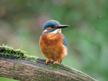 Kingfisher, Alcedo şubede bekar erkek, Warwickshire, Eylül 2020