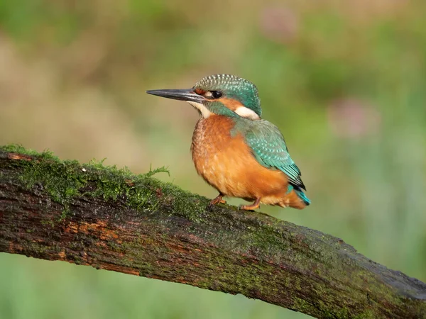 Kingfisher Alcedo Single Male Branch Warwickshire Szeptember 2020 — Stock Fotó