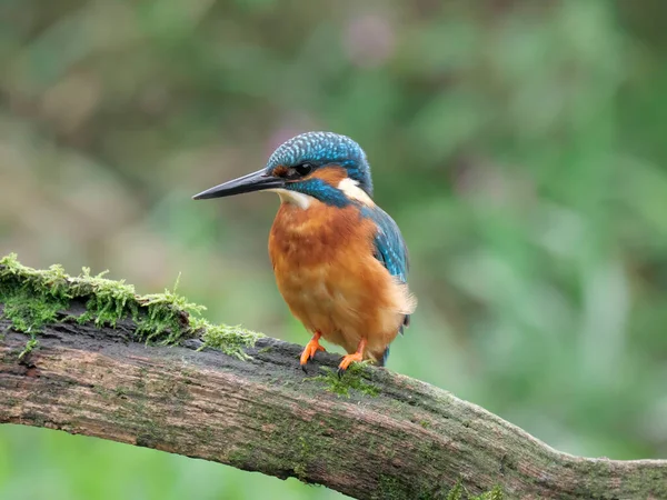 Kingfisher Alcedo Single Male Branch Warwickshire Szeptember 2020 — Stock Fotó
