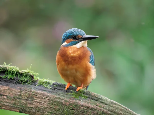 Kingfisher, Alcedo şubede bekar erkek, Warwickshire, Eylül 2020