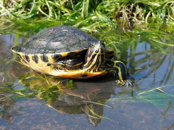 Suwak Żółtym Brzuchem Skrypt Trachemys Scripta Pojedynczy Gad Wodzie Warwickshire — Zdjęcie stockowe