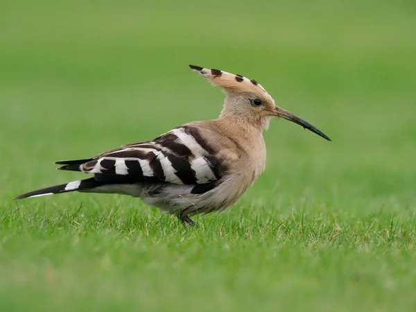 Hoopoe Upupa Epops Single Bird Grass Collingham Yorkshire October 2020 — 图库照片