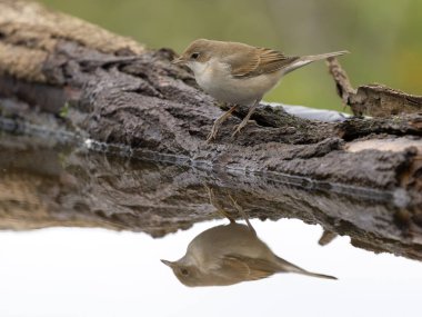 Genel Beyazboğaz, Curruca komünisi, tek su kuşu, Sırbistan, Eylül 2025