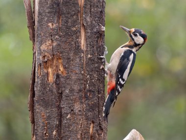 Büyük benekli ağaçkakan, Dendrocopos major, tek erkek kuş, Sırbistan 2025