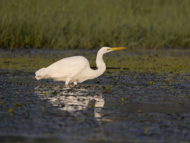 Büyük-beyaz balıkçıl, Ardea alba, Sudaki tek kuş, Sırbistan, Eylül 2025