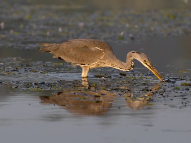 Gri balıkçıl, Ardea Cinerea, Sudaki tek kuş, Sırbistan, Eylül 2025