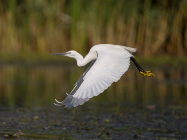 Küçük Akbalıkçıl, Egretta Garzetta, Uçan tek kuş, Sırbistan, Eylül 2025