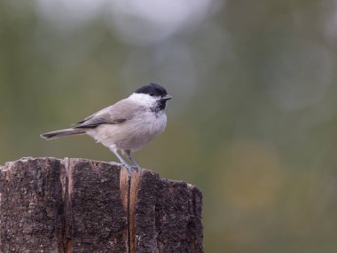 Marsh tit, Poecile palustris, Single bird on branch, Serbia, September 2025