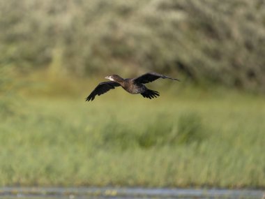 Pigme karabatağı, Microcarbo pigmaeus, Uçan tek kuş, Sırbistan, Eylül 2025