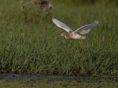 Squacco balıkçıl, Ardeola rallileri, Sırbistan 'da uçan tek kuş, Eylül 2025