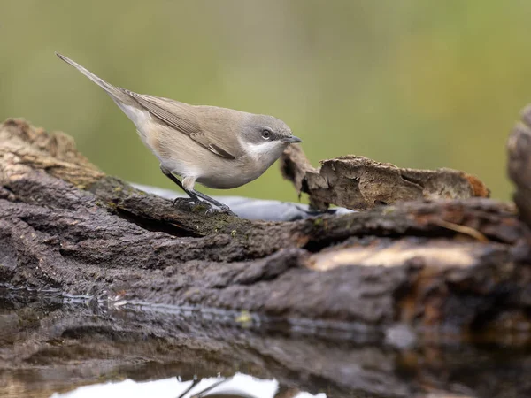 Daha az beyaz boğaz, Curruca curruca, Sırbistan, Eylül 2025 'te tek dallı su kuşu