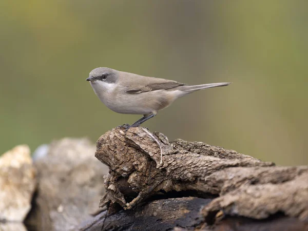 Daha az beyaz boğaz, Curruca curruca, Sırbistan, Eylül 2025 'te tek dallı su kuşu