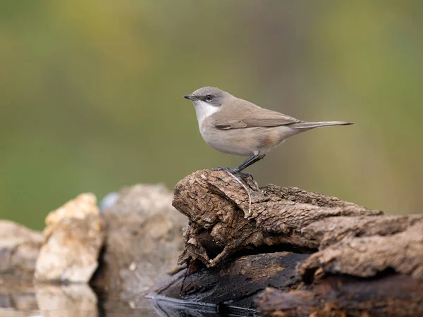 Daha az beyaz boğaz, Curruca curruca, Sırbistan, Eylül 2025 'te tek dallı su kuşu