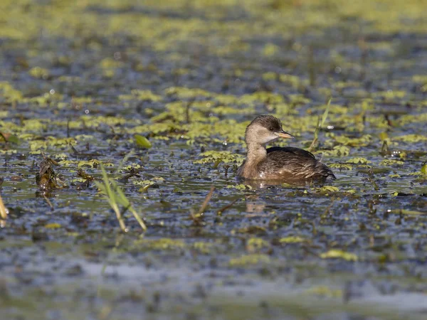 Küçük yaban ördeği, Takibaptus Ruficollis, Sudaki tek kuş, Sırbistan, Eylül 2025