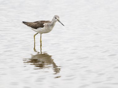 Greenshank, Tringa nebularia, Sudaki tek kuş, Dorset, Eylül 2025,