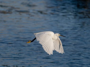 Küçük balıkçıl, Egretta Garzetta, Uçan tek kuş, Dorset, Eylül 2025,