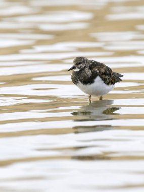 Turnstone, Arenaria yorumluyor, Sudaki tek kuş, Dorset, Eylül 2025,