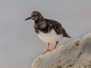 Turnstone, Arenaria yorumluyor, tek bir kuş su kenarında, Dorset, Eylül 2025,