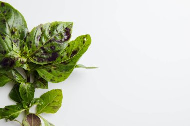 Beyaz arka planda fesleğen. En küçük konsept