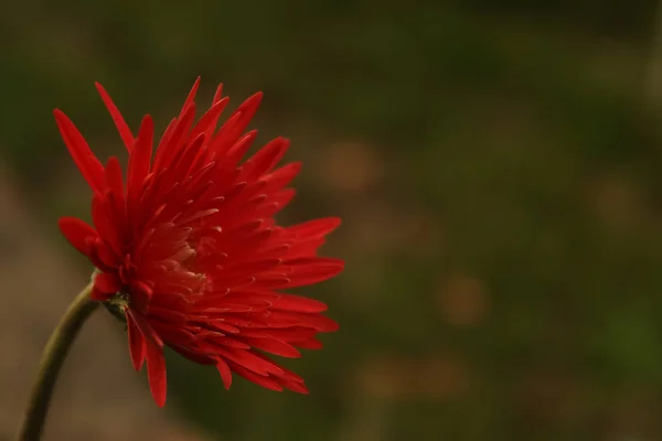 Red Beautiful Daisy Flower — Stock Photo, Image