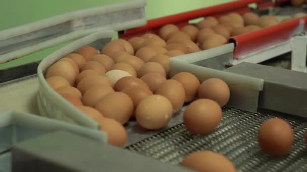 Embalagem de frango fábrica de ovos. ovos de galinha na bandeja automática da fazenda e embalados Filmagem De Bancos De Imagens Sem Royalties