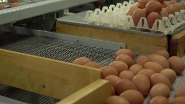 Embalaje de pollo de fábrica de huevo. huevos de pollo en la bandeja automática de la granja y embalado — Vídeos de Stock