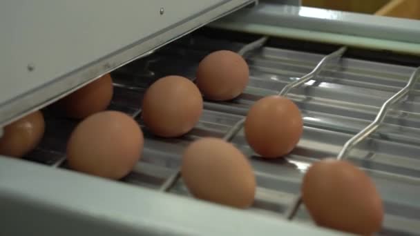 Embalagem de frango fábrica de ovos. ovos de galinha na bandeja automática da fazenda e embalados Gráficos De Vetor