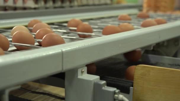 Oeuf usine poulet emballage. oeufs de poulet sur le plateau automatique de la ferme et emballés — Video