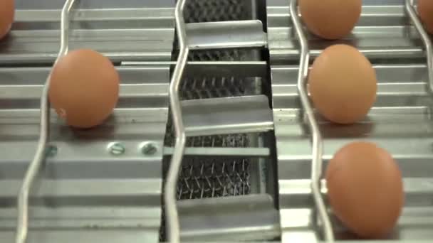 Συσκευασίας αυγών στο εργοστάσιο πουλερικών. αυγά κοτόπουλου στον αυτόματο δίσκο της φάρμας και συσκευασμένα — Αρχείο Βίντεο