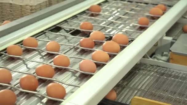 Oeuf usine poulet emballage. oeufs de poulet sur le plateau automatique de la ferme et emballés — Video