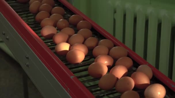Ovos numa quinta de galinhas. linha automatizada de alimentação de ovos e embalagem em recipientes Videoclipe