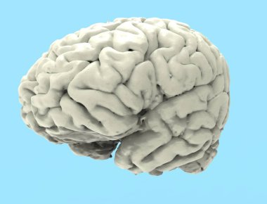 Stüdyo arka planda izole edilmiş bir insan beyninin 3d render