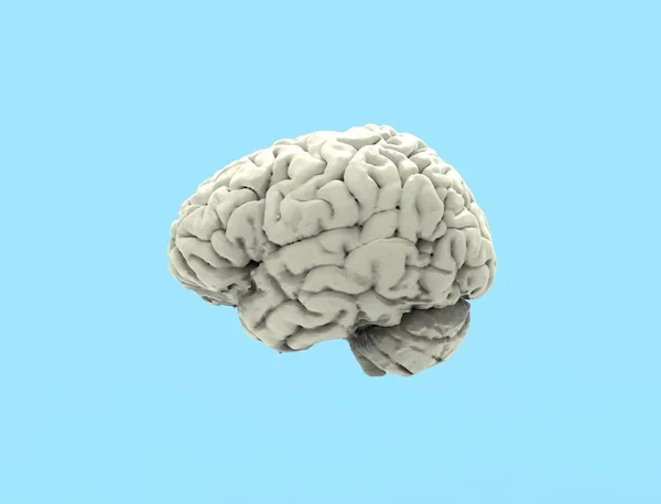 3D візуалізація людського мозку ізольовано на студійному фоні — стокове фото