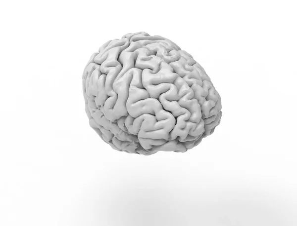 3D rendering of a human brain isolated in studio background — Stock Photo, Image