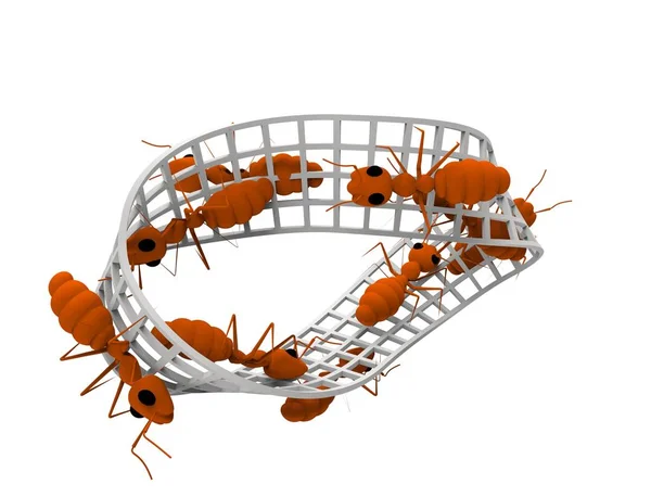 3d rendering of ants walking on a infinity figure isolated in white background. — Stock Photo, Image