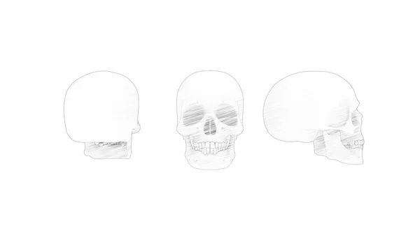 在白色背景下分离的人类颅骨的3D图像绘制 — 图库照片