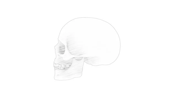 Beyaz arkaplanda izole edilmiş bir insan kafatasının üç boyutlu görüntülemesi — Stok fotoğraf