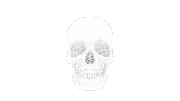 Representación 3d de múltiples vistas de un cráneo humano aislado en fondo blanco — Foto de Stock