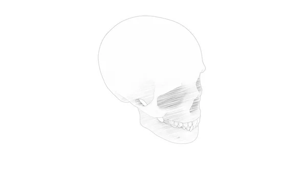 3D візуалізація декількох переглядів людського черепа ізольовано на білому тлі — стокове фото