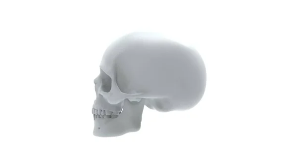 3D-рендеринг нескольких видов черепа человека на белом фоне — стоковое фото