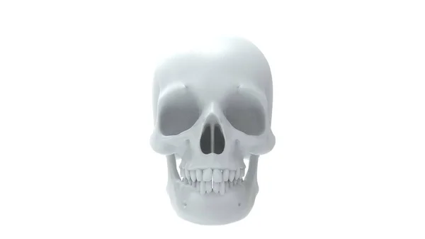 白い背景に隔離された人間の頭蓋骨の複数のビューの3Dレンダリング — ストック写真