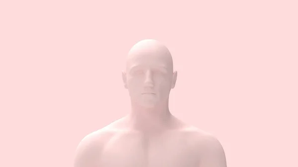 3D рендеринг анатомии тела человека с выделением цвета кожи — стоковое фото