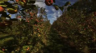 Elma tarlası, Zeeland, Hollanda. Tarım meyveleri çiftliği. Hasat için kırmızı elmalar. Havadan fpv görünümü.